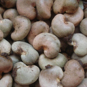 Raw Cashew Nuts